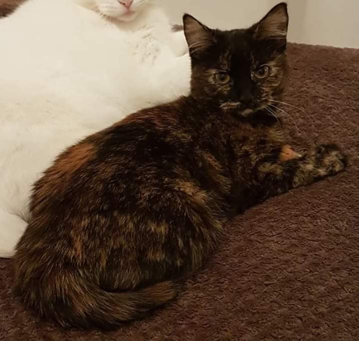 Can anyone help in #Bulwell #NG6 area. My cat Tiny hasn't been seen for 3 days. She may have got herself accidentally locked in somewhere, can residents in the area please check sheds, garages and any near by empty properties

thank you🐱