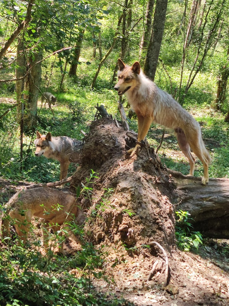 Jonathan__LD's tweet photo. @katsauruss Contrary to what is told in many cartoon or bedtime stories, Wolf don't actually howl at the moon. Instead, they howl to communicate about many things (if there is danger, to warn other packs..)
If they have been used to human contact (not as pets), they can react to human's howl https://t.co/8KxzZ1DA8r