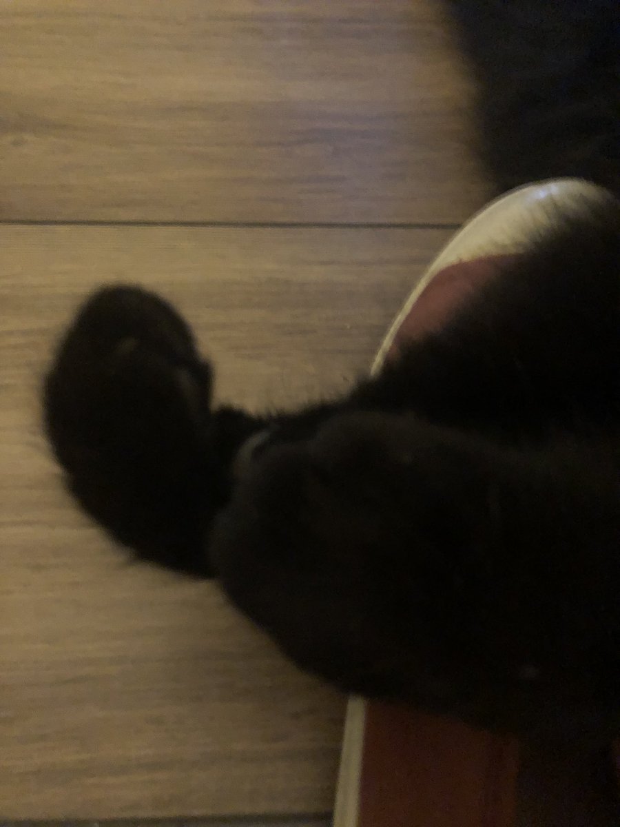 MarcelProusty's tweet image. Pendon que mwa Basile, ze protèze ma nouvelle chamoureuse 😻😽🐈‍⬛