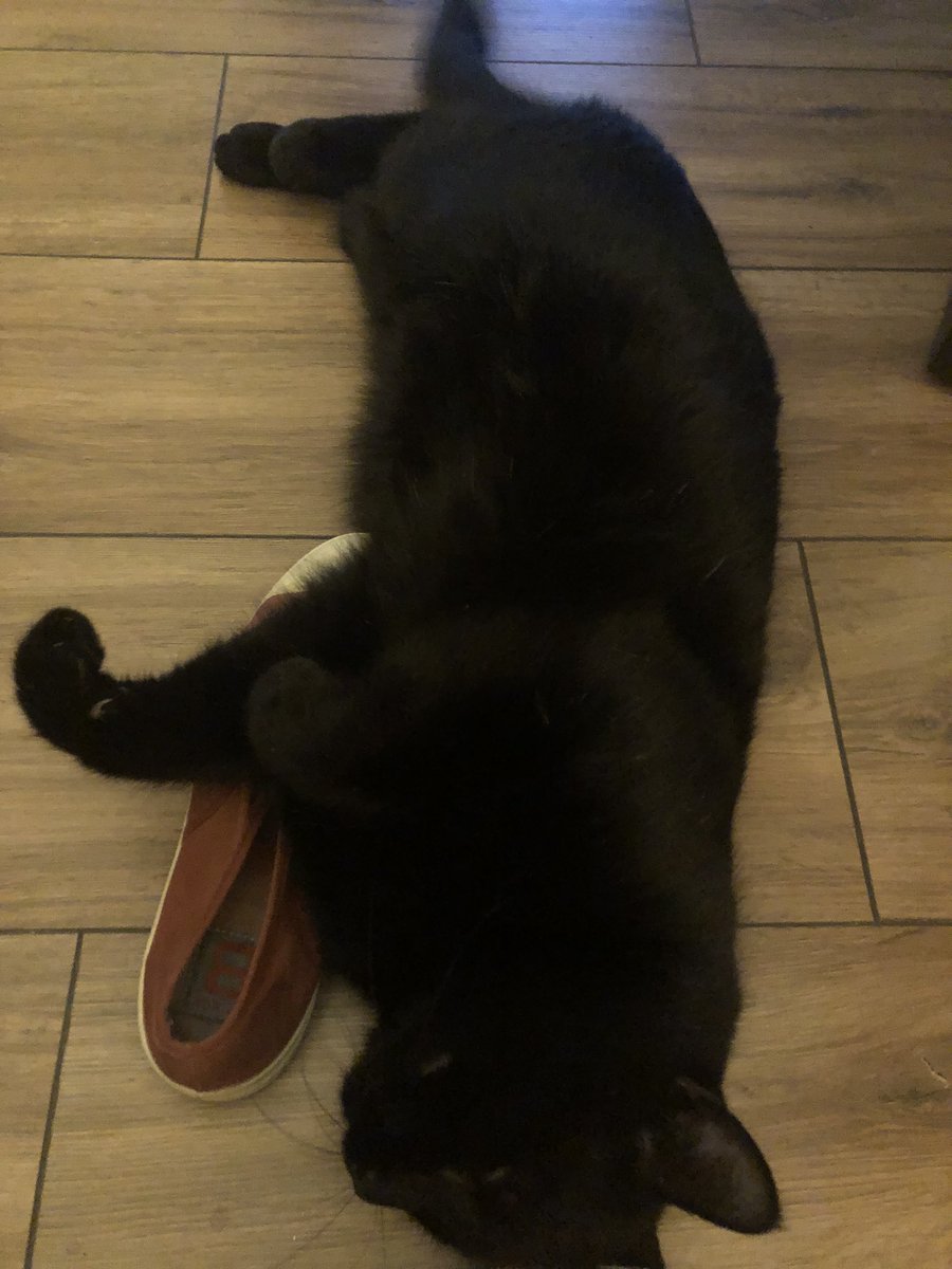 MarcelProusty's tweet image. Pendon que mwa Basile, ze protèze ma nouvelle chamoureuse 😻😽🐈‍⬛