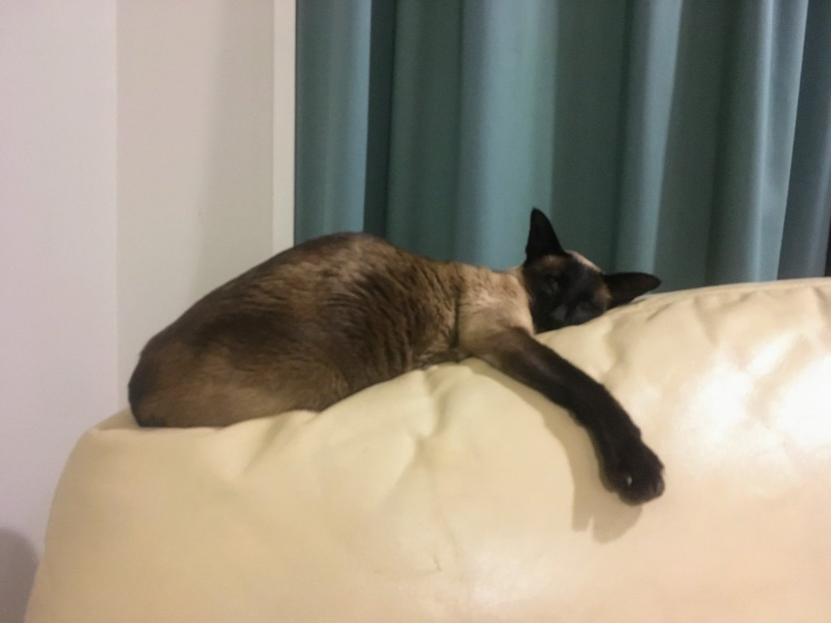 WigleyMinoux's tweet photo. #Caturday #catsoftwitter #siamese #meezer @WigleyMinoux https://t.co/3hAexrvYaU