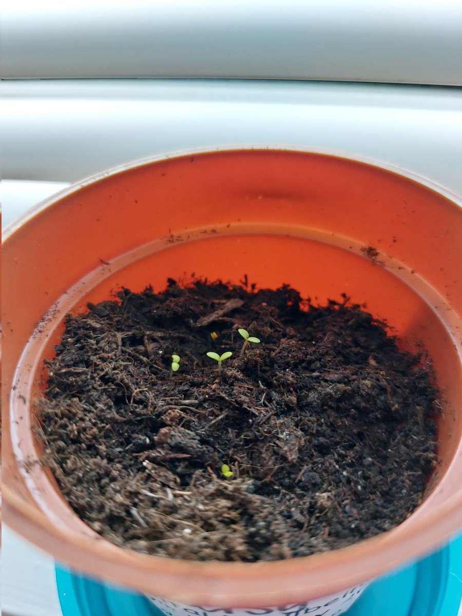SamBamBradley's tweet photo. @StAndrewsCoE delighted to discover we have seedlings already! Excited to see what they grow into 🌱 https://t.co/RoTGUggSqh