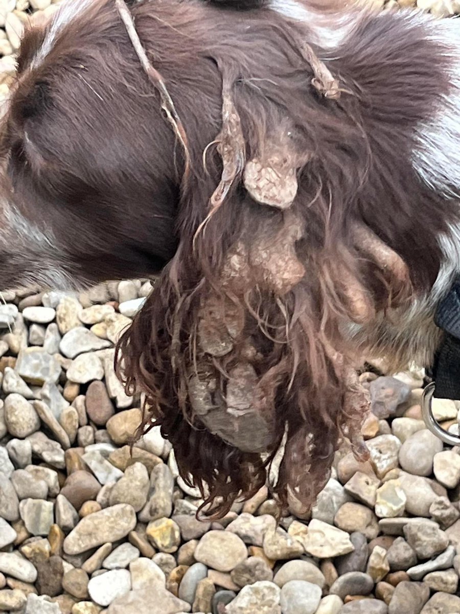 Thanks to 2 amazing women we’ve been able to rescue 3 cockers in the UK. All in bad condition, boy severely emaciated, 2 girls underweight.  All covered in faeces - even caked in their ears. Laura &amp; Jenny have cleaned them up &amp; they’re the sweetest dogs. More info on our Fb page.