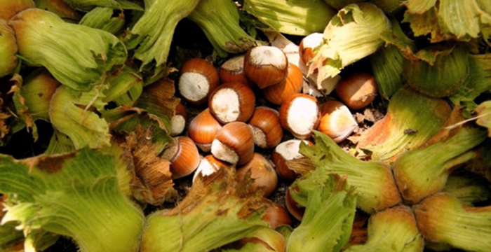 HazelnutStore tweet picture