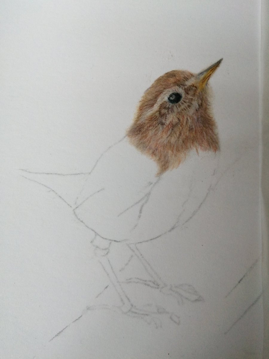 I needed a change to find my mojo again, so I'm using my love of birds to try and help me draw them, will see how it goes #colouredpencil