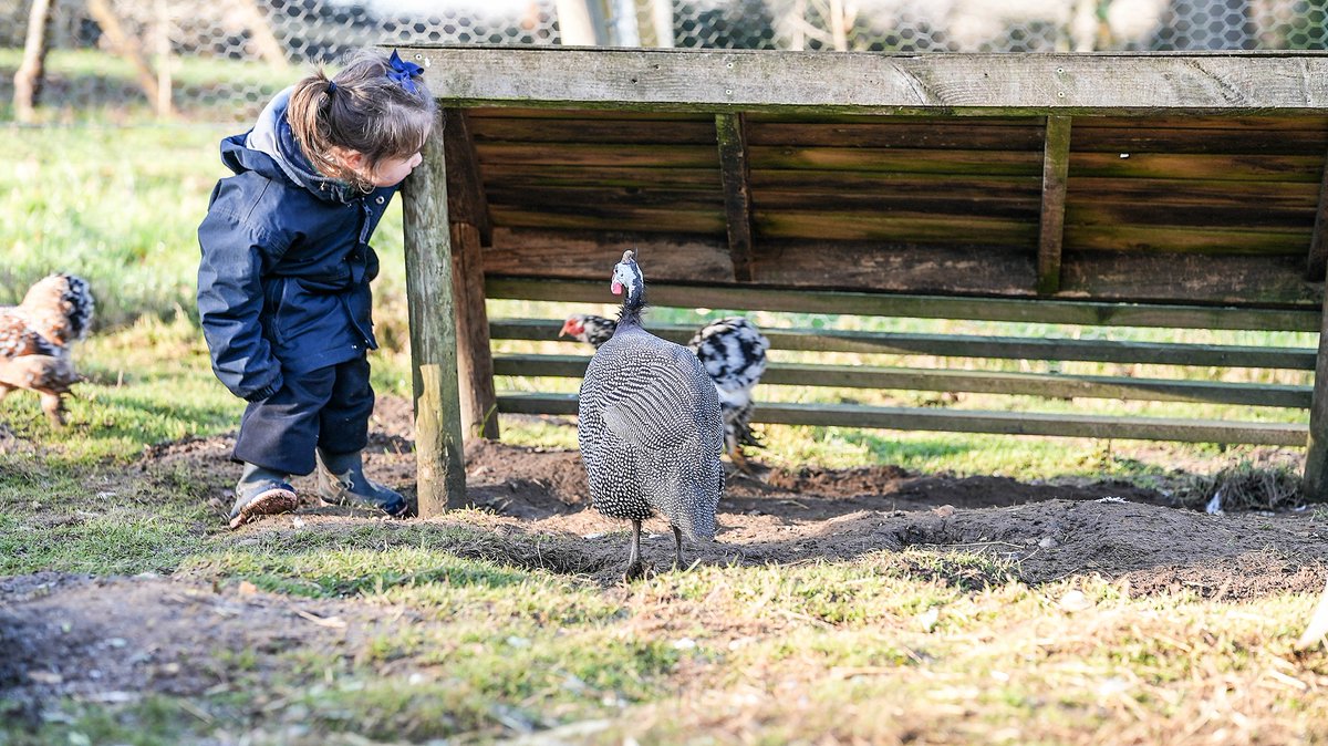 KESPreparatory's tweet photo. Our Nursery children had great fun at Farm School in the sunshine before half term! The children love meeting our chickens and collecting the eggs! 🐤🥚🐓
#farmschool #StroudFarm #StroudAnimals #HampshireSchools #StroudOutdoors #outdoorlearning https://t.co/yOLlxESVpz