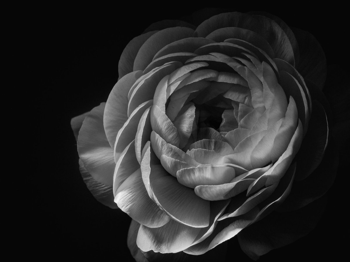 Lopshire_Photo's tweet photo. Two tabletop photography shots from yesterday. 2 slightly different lighting angles
#nikonnofilter #neewer #pocketwizard #expoimaging #rogueflash #flemingtonnj #hunterdoncounty #sigmalens @Sigma_Photo #hunterdoncountynj #macrophotography #flowerphotography #rainydayphotography https://t.co/dStTwIqALL