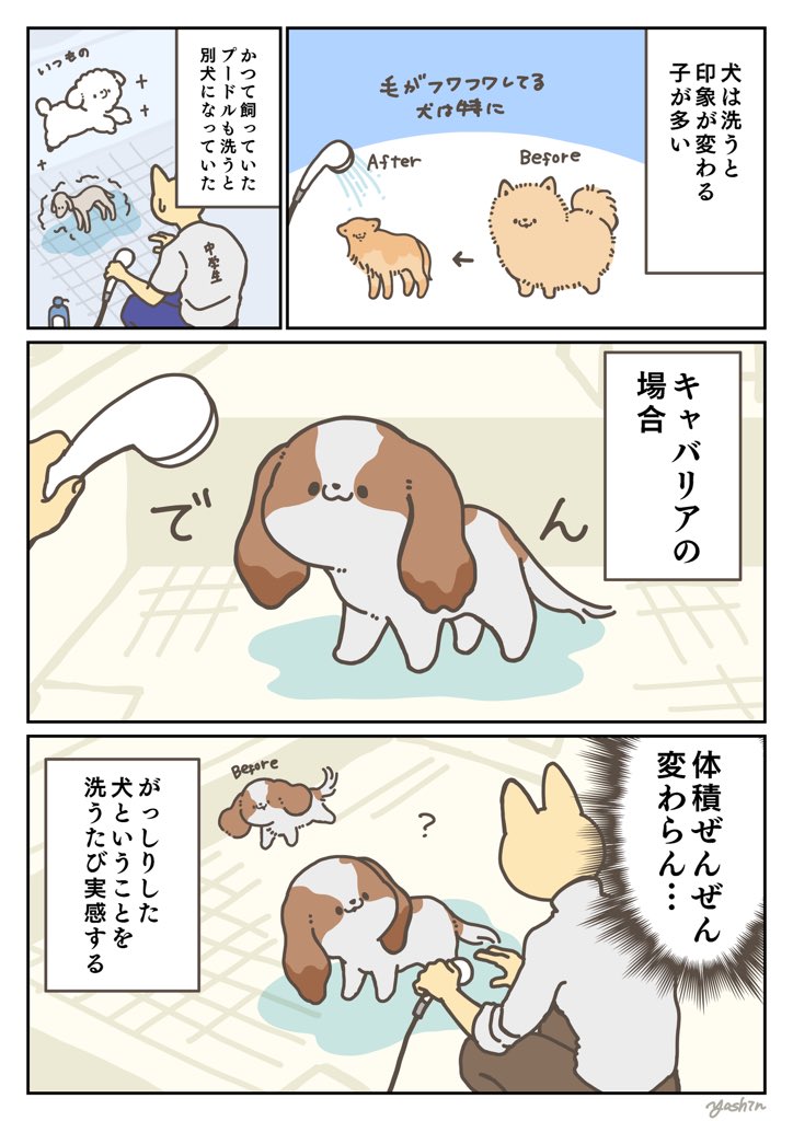 犬日記 洗っても縮まない 