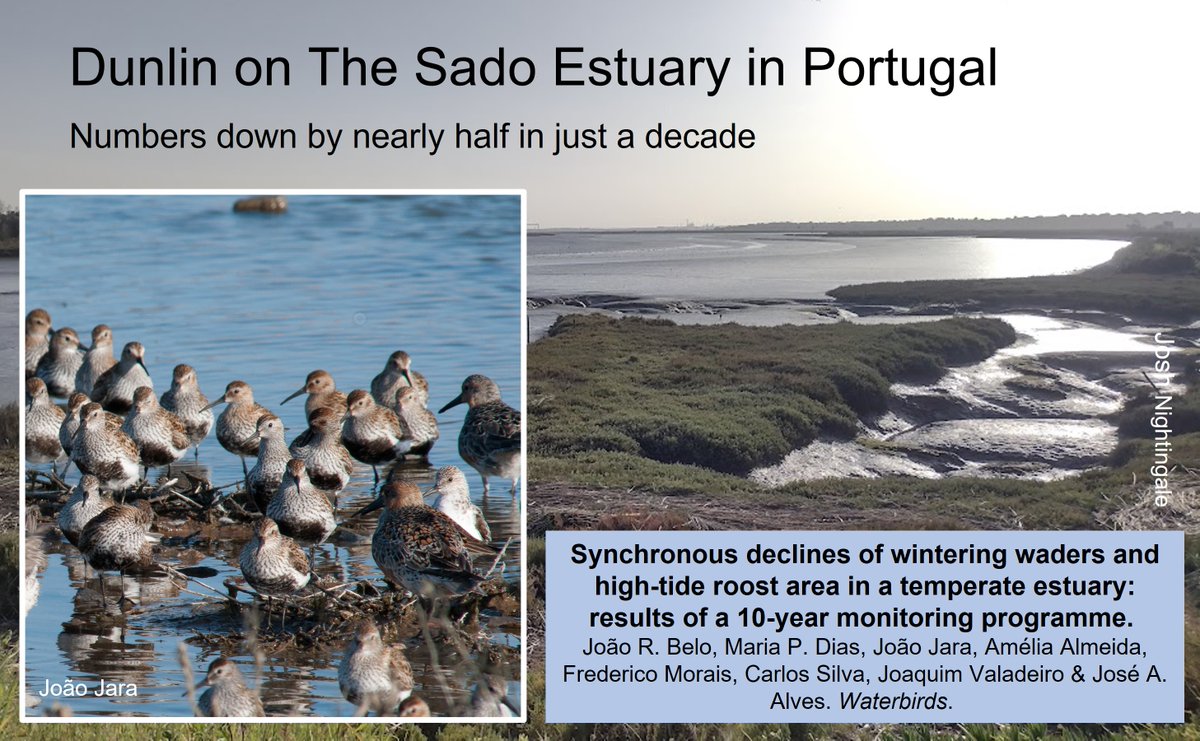 What's happening to Dunlin? Red-listed in UK ** and now numbers dropping in Portugal. Latest #WaderTales blog about @JoaoRBelo1 paper: wadertales.wordpress.com/2023/02/14/why… ** Dunlin is one of 11 red-listed #waders #shorebirds in the UK wadertales.wordpress.com/2022/10/04/uk-… #ornithology
