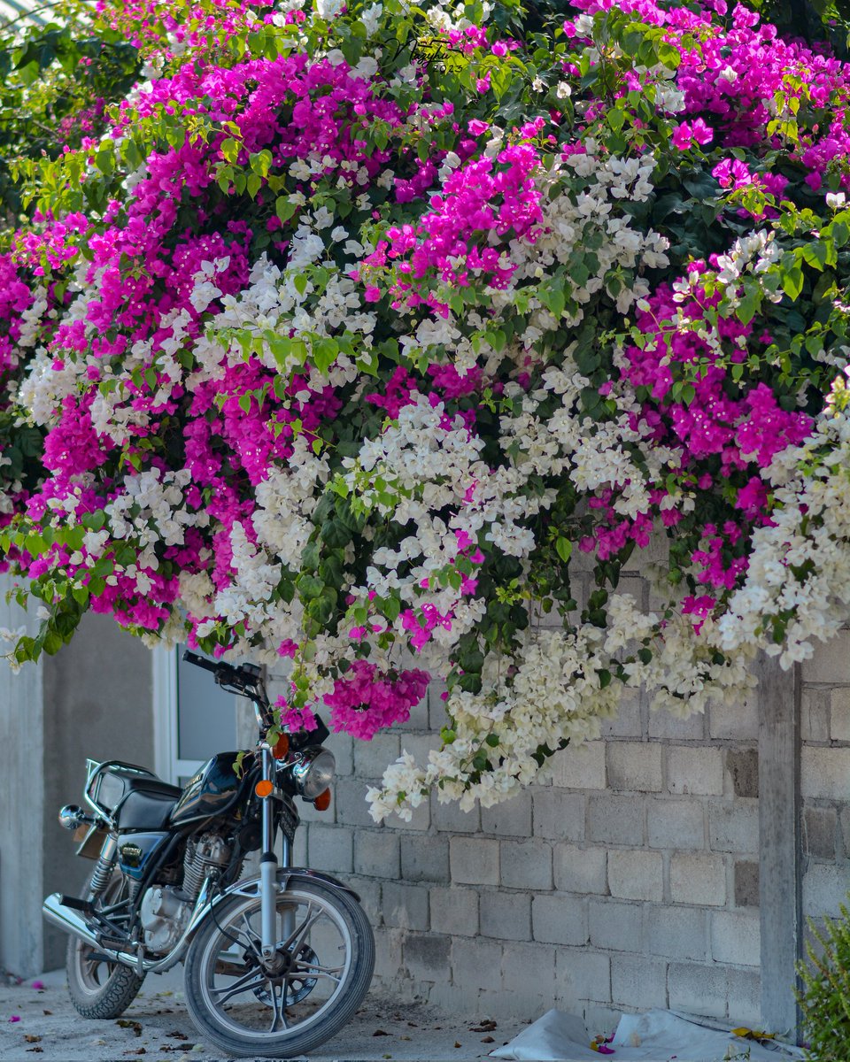 Nazyhu21's tweet photo. ބަހާރު މޫސުން ބާރަށަށް!😍

#VisitBaarah #ExploreHaaAlif https://t.co/5kiTKVYpjR
