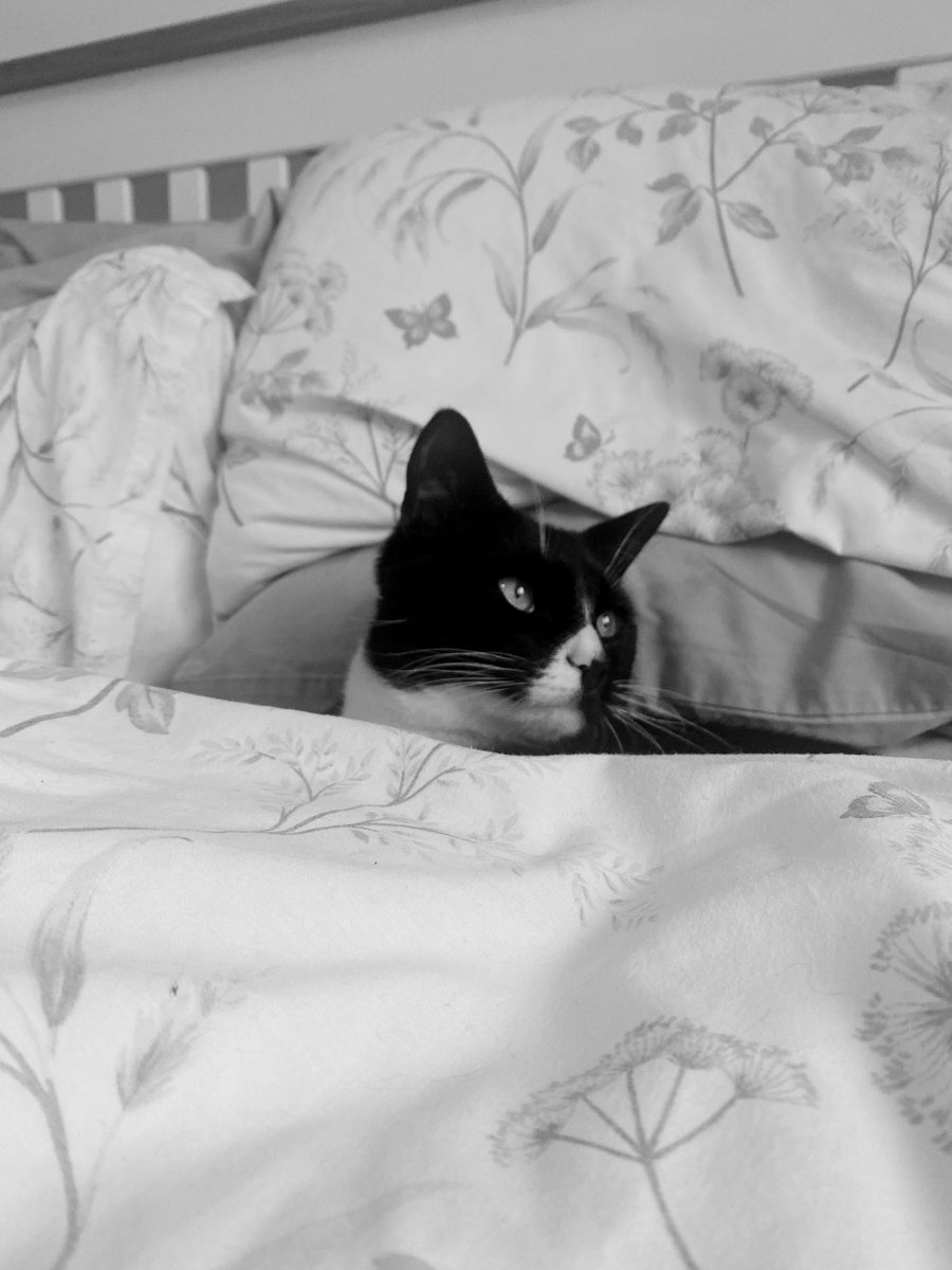 clj1984's tweet photo. When you get out of bed and get quickly replaced… #Caturday https://t.co/hofgEPLUva