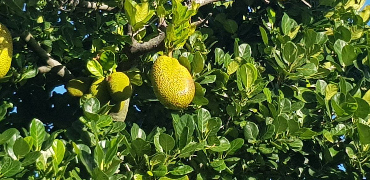 Himali_Rat's tweet photo. I will never get used to seeing jackfruit trees in Australia 🙈 Clearly, 8 years in Melbourne has ruined me 🤦🏽‍♀️ https://t.co/MY1NMl6tHX