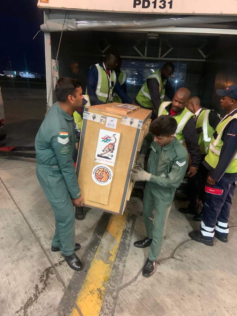 DDNewslive's tweet image. An IAF C-17 aircraft carrying the second batch of 12 Cheetahs landed at Air Force Station Gwalior today, after a 10 hour flight from Johannesburg, South Africa.

#cheetah #cheetahisback
#cheetahs 

@PMOIndia
@moefcc 
@wii_india
@ntca_india