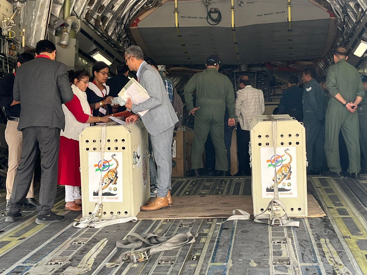 DDNewslive's tweet image. An IAF C-17 aircraft carrying the second batch of 12 Cheetahs landed at Air Force Station Gwalior today, after a 10 hour flight from Johannesburg, South Africa.

#cheetah #cheetahisback
#cheetahs 

@PMOIndia
@moefcc 
@wii_india
@ntca_india