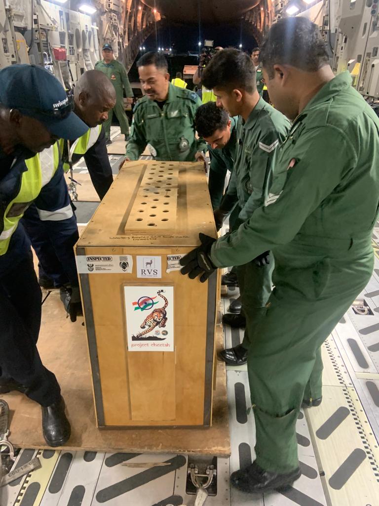 DDNewslive's tweet image. An IAF C-17 aircraft carrying the second batch of 12 Cheetahs landed at Air Force Station Gwalior today, after a 10 hour flight from Johannesburg, South Africa.

#cheetah #cheetahisback
#cheetahs 

@PMOIndia
@moefcc 
@wii_india
@ntca_india