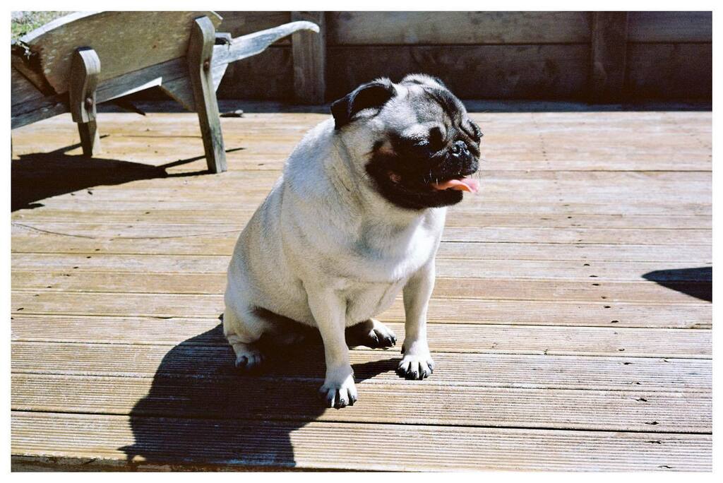 stick08's tweet photo. Frank. 

Some very old film recently developed. 

📷: Leica M6 / 35mm Summicron
🎞️: Kodak Ektar 100
👨‍💻: @splendid.nz 

#filmisnotdead #splendidscans #leicam6 #leica #summicron35 #kodakektar100 https://t.co/4eMItnj76I https://t.co/0Rx9LTMX0t