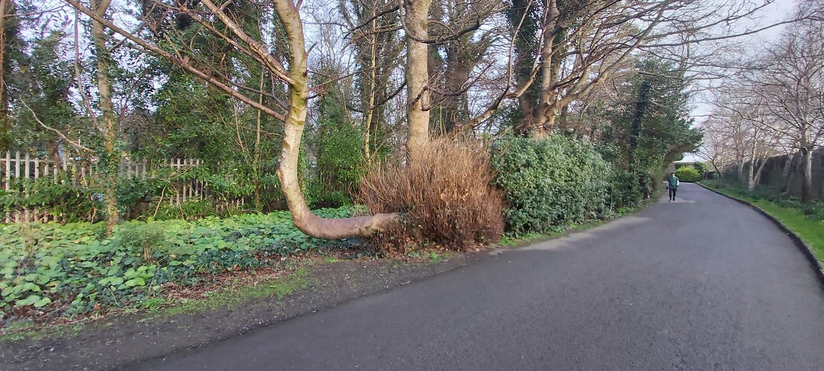 samohtp's tweet photo. #100daysofwalking #parklife #round2crew #round3crew #springsteps 💚🌱🎶 @NTBreakfast @NewstalkFM @dlrSportsTeam https://t.co/nSdPFWMs5X