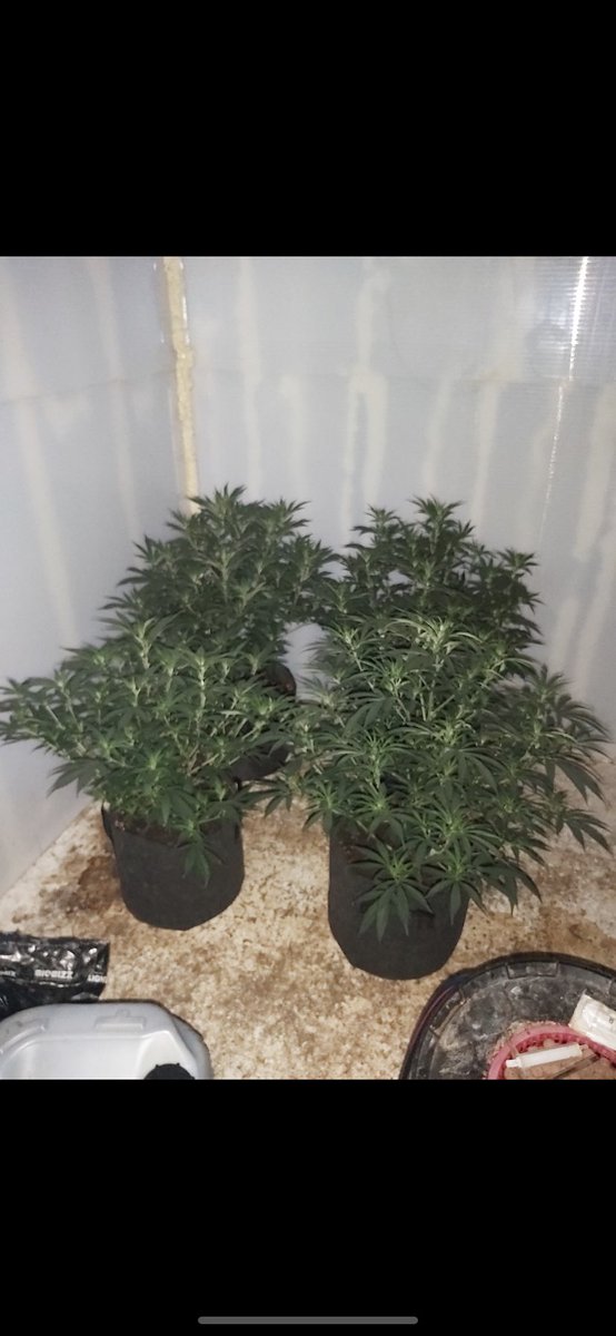 KPTacOps's tweet photo. Whilst on patrol of Chatham @KentPoliceMed #PTT2 sighted this vehicle. During a search of both occupants 80 Class A drug deals. Subsequent searches located a cannabis cultivation at a home address #CrackIngDown #HeroInChatham #SayNoToDrugs #2InTheBin AM https://t.co/AqPUgod7w7
