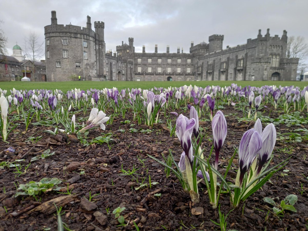 kkcastleOPW's tweet photo. A carpet of crocuses under a brooding sky! ☁️☺️
#crocus #spring #kilkenny #LoveKilkenny #VisitKilkenny #IrelandsAncientEast #IrelandsMedievalMile #Ireland https://t.co/pI5keEeO52