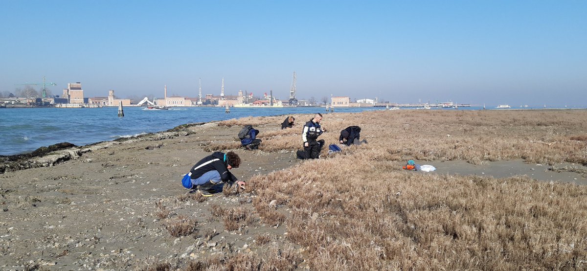 BossoLuciano's tweet photo. The #Littorina team in the #Venice lagoon in #Italy: field work, laboratory and data analyses on the first confirmed alien #species in the Mediterranean #sea in 1792 are in progress. Exciting findings coming soon...stay tuned! @SznDohrn @FraRaff_Delfina @AnjaWestram https://t.co/IO7f91V5q9