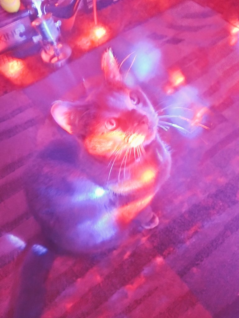 boss120gb's tweet photo. Lil kitt thinks its chillin at the local dance clubππΆπ΅πͺ #CatsOfTwitter #Catrick #Caturday #kitten #CaturdayEve π€ https://t.co/M53rK2auK3