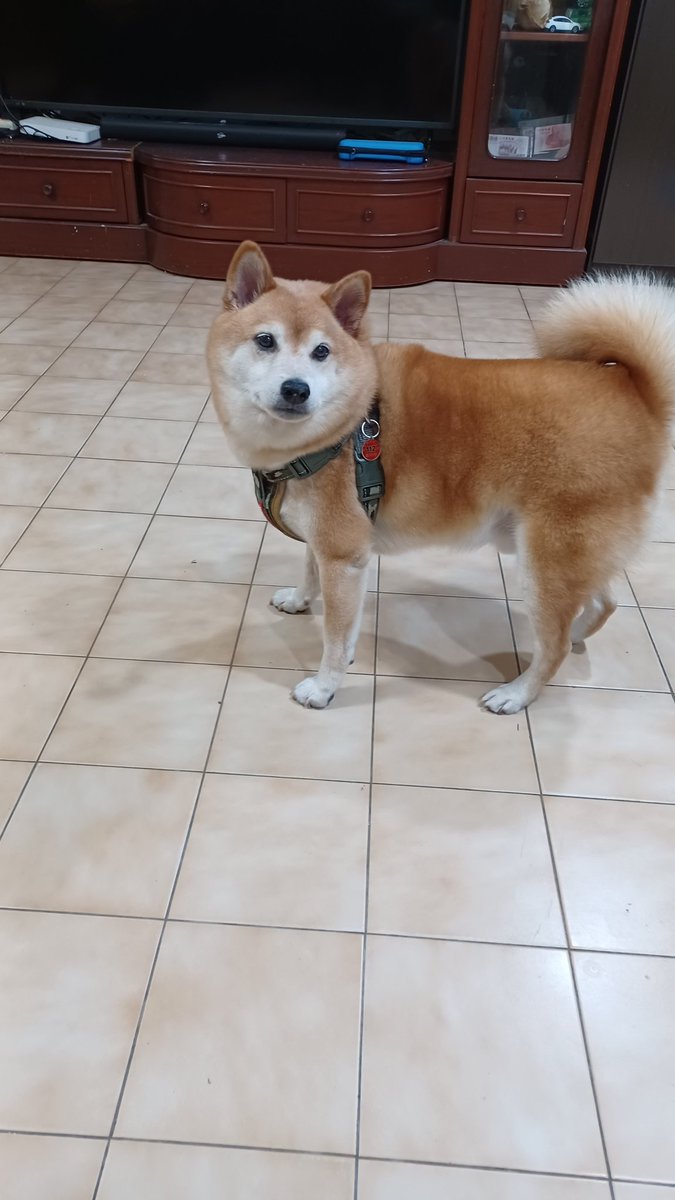 神之愛 tweet media