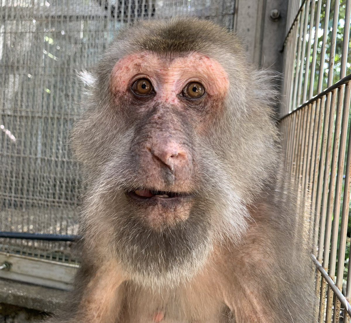 ご近所物語　モンキートーク ご近所物語 おもちゃ モンキートーク矢沢あい｜Yahoo!フリマ（旧