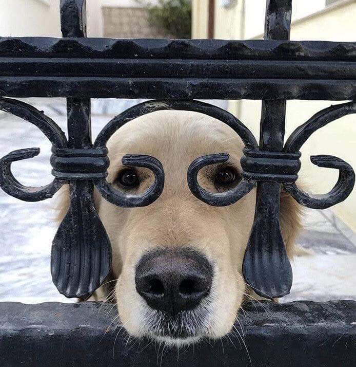 puppiesDoglover's tweet photo. 😆 https://t.co/UXzK58WVMY
