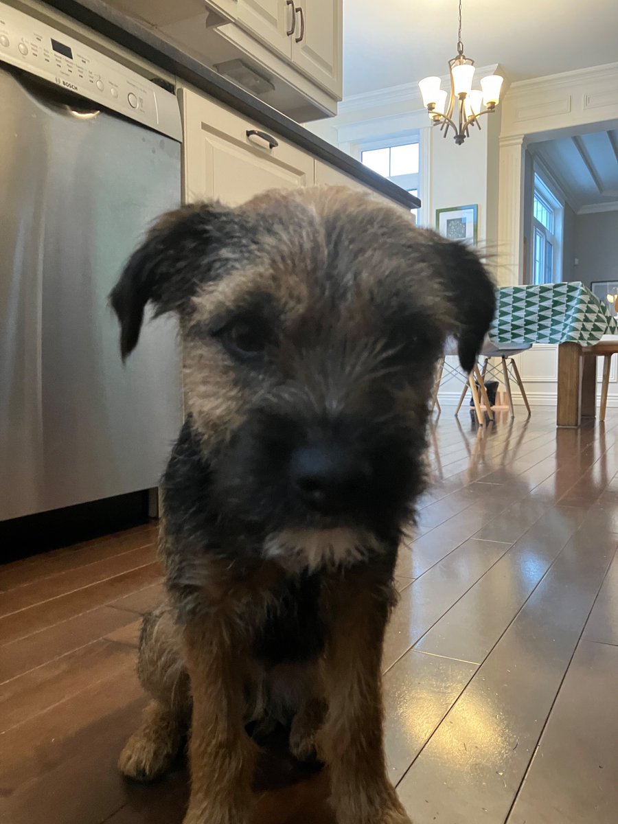 Tis my b day pals! Iz am turning 1!