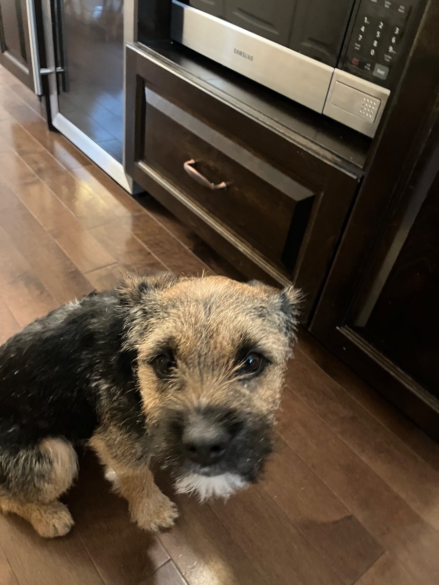BestKindBruce's tweet photo. Tis my b day pals! Iz am turning 1! https://t.co/J9zmFulQtd