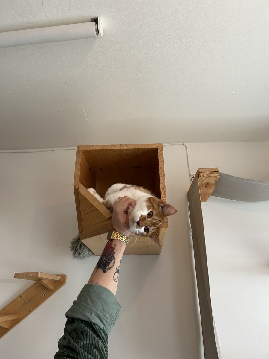 grillenzz's tweet photo. Todos os cafés deviam ter gatinhos https://t.co/kS8c2vnaUt