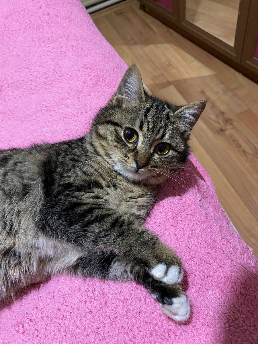 *YARDIM ÖĞRENCİYİZ*
Ares’in ciğerleri yine kötüleşmiş, hoca bronşit olduğunu söylüyor ve hayatı boyunca da tekrar edebilirmiş. Şu an mecbur yatışa verdik ve 3 gün boyunca iğne yiyecek her gün 500 tl. Bugün 2000 tl verdik ve staj paramız bitti direkt. 1500 tl daha toplamamız+