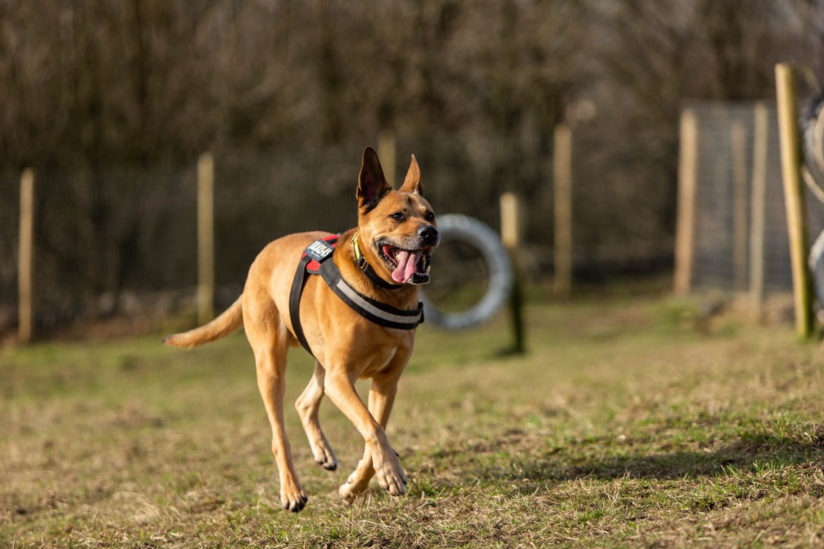 DT_MANCHESTER's tweet photo. Freddie is a beautiful Ridgeback x Shepherd in need of a loving foster home! If you think you could help this lad out please get in touch!
⁣⁣
Email - hfhmanchester@dogstrust.org.uk⁣⁣
Phone us - 0161 337 3600⁣⁣
⁣⁣
#FosterAppeal #RescueDogFoster #DTManchester https://t.co/38Hznmcumd