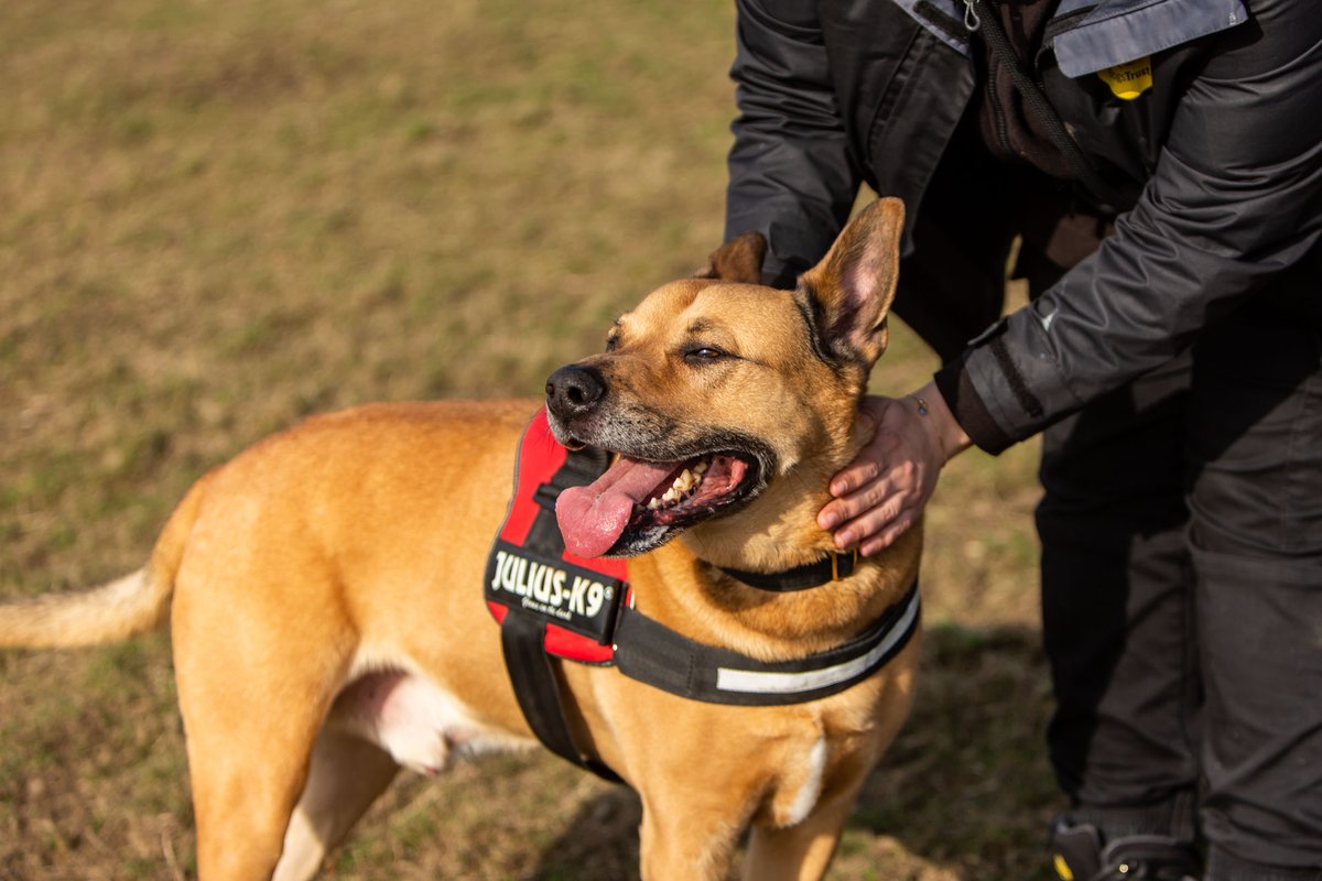 DT_MANCHESTER's tweet photo. Freddie is a beautiful Ridgeback x Shepherd in need of a loving foster home! If you think you could help this lad out please get in touch!
⁣⁣
Email - hfhmanchester@dogstrust.org.uk⁣⁣
Phone us - 0161 337 3600⁣⁣
⁣⁣
#FosterAppeal #RescueDogFoster #DTManchester https://t.co/38Hznmcumd