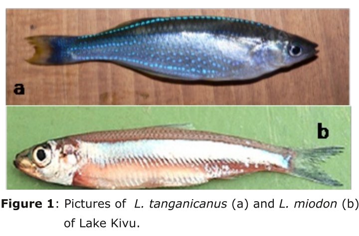 JustinOmbeni3's tweet photo. WHAT TO DO with the fish 🐟 (a) Lamprichthys tanganicanus, locally called "Green SAMBAZA" "Green small Fish" a fish recently introduced in Lake Kivu, eastern DRCongo 🇨🇩 but neglected by fishermen and consumers - Bukavu city ❓❓❓ 🤔🤔 
#fao #wfp #food #fishing #Fishermen #RDC https://t.co/jpVe5PD3gg