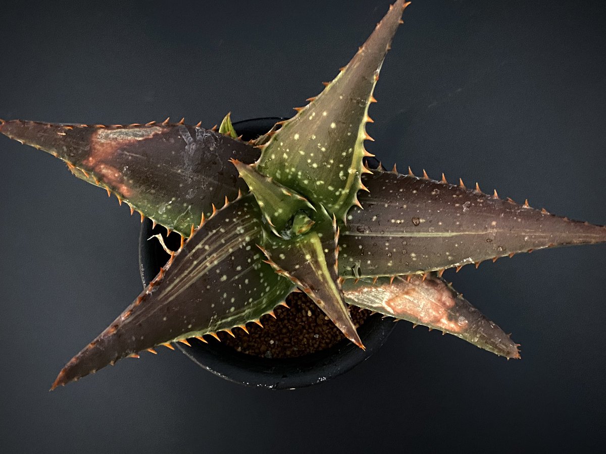 GakuAmbient's tweet photo. Aloe macucata f.varieg.
アロエ・マクラータ 斑入

黒い肌に乗った斑が輝いて見える

#アロエ
#多肉植物 https://t.co/0HWrMUVI1m