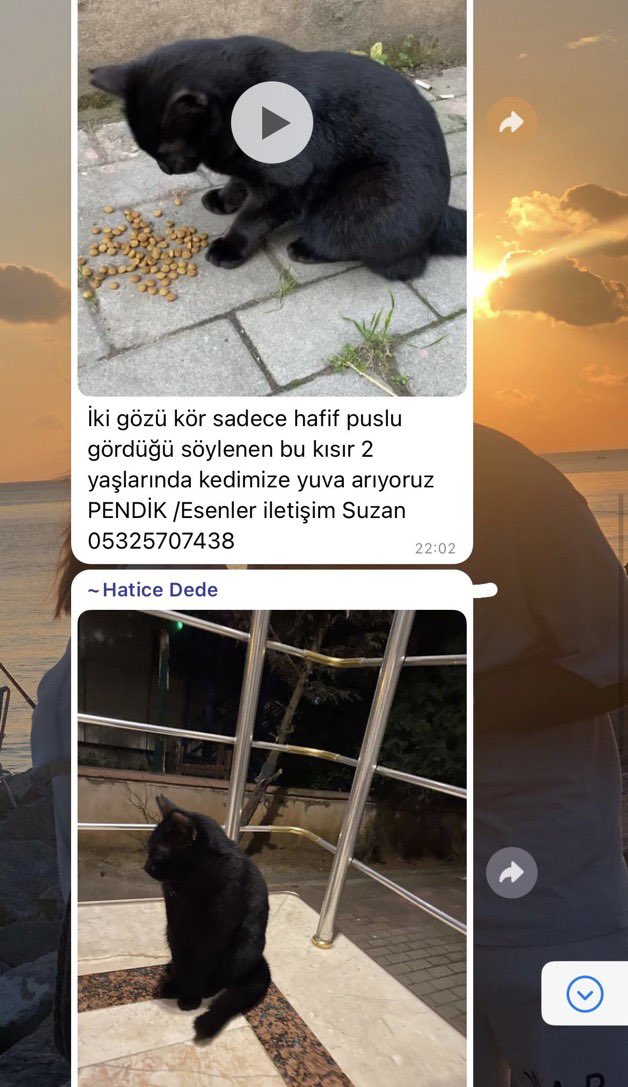 masum_gozler's tweet photo. iki gözü kör, hafif puslu gördüğü söylenen bu kısır 2 yaşlarında kedimize yuva arıyoruz pendik/esenler 
iletişim: 05325707438 suzan

@isilmiv https://t.co/HtQG7e9o0a