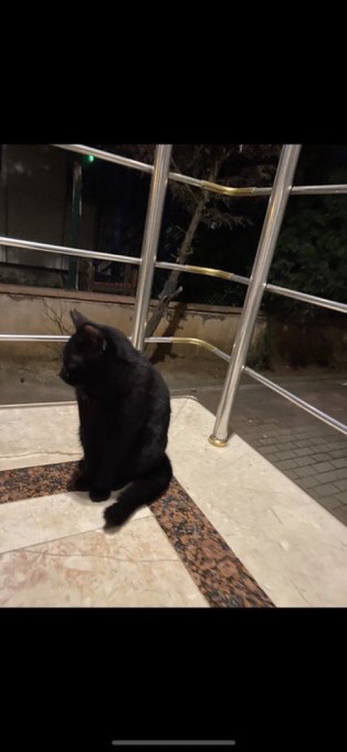 masum_gozler's tweet photo. iki gözü kör, hafif puslu gördüğü söylenen bu kısır 2 yaşlarında kedimize yuva arıyoruz pendik/esenler 
iletişim: 05325707438 suzan

@isilmiv https://t.co/HtQG7e9o0a