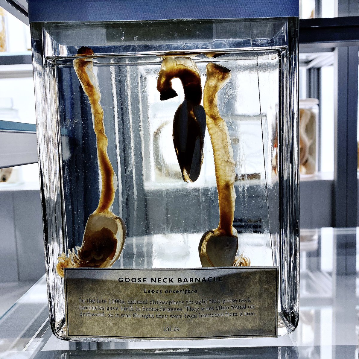 The relaunch of Plymouth Museum as <a href="/theboxplymouth/">The Box, Plymouth</a> makes this one of the best museums outside London - with exhibitions rivalling any in the capital. With one of the best natural history and geology exhibits I’ve ever seen! I was lucky to see it in the making with <a href="/JanFreedman/">Jan Freedman</a>