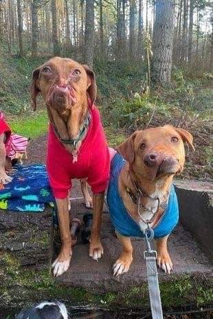 Happy Dog tweet media