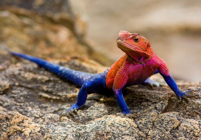 Rainmaker1973's tweet photo. The Mwanza flat-headed rock agama also known as the Spider-Man agama, can't spin webs but can climb up vertical walls with ease 

[read more: https://t.co/2jOAkqBtYH] https://t.co/1sywowMvrO