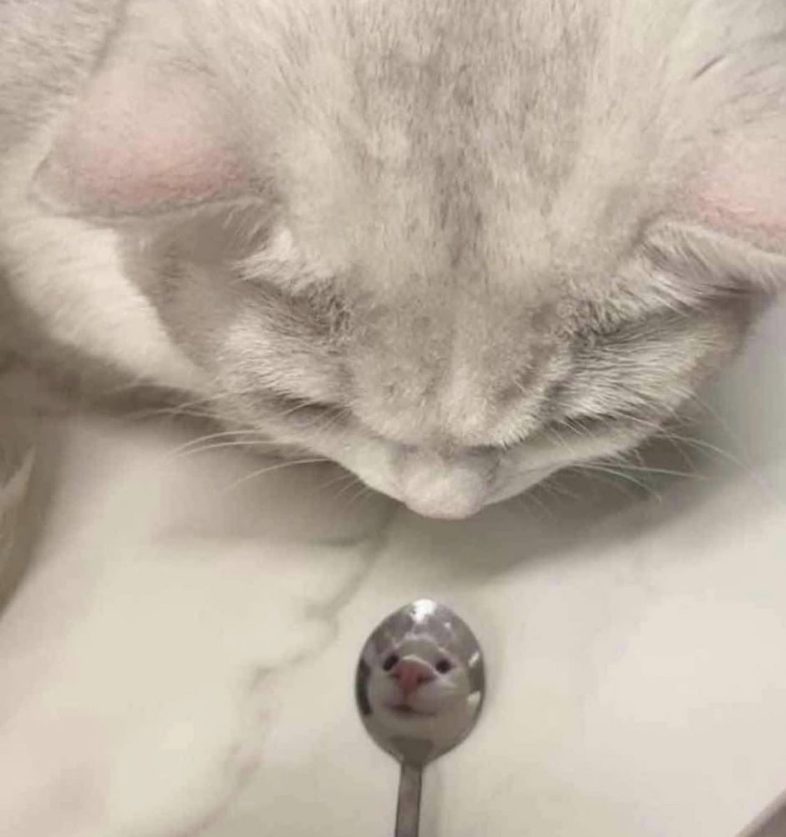 PostsOfCats's tweet image. 