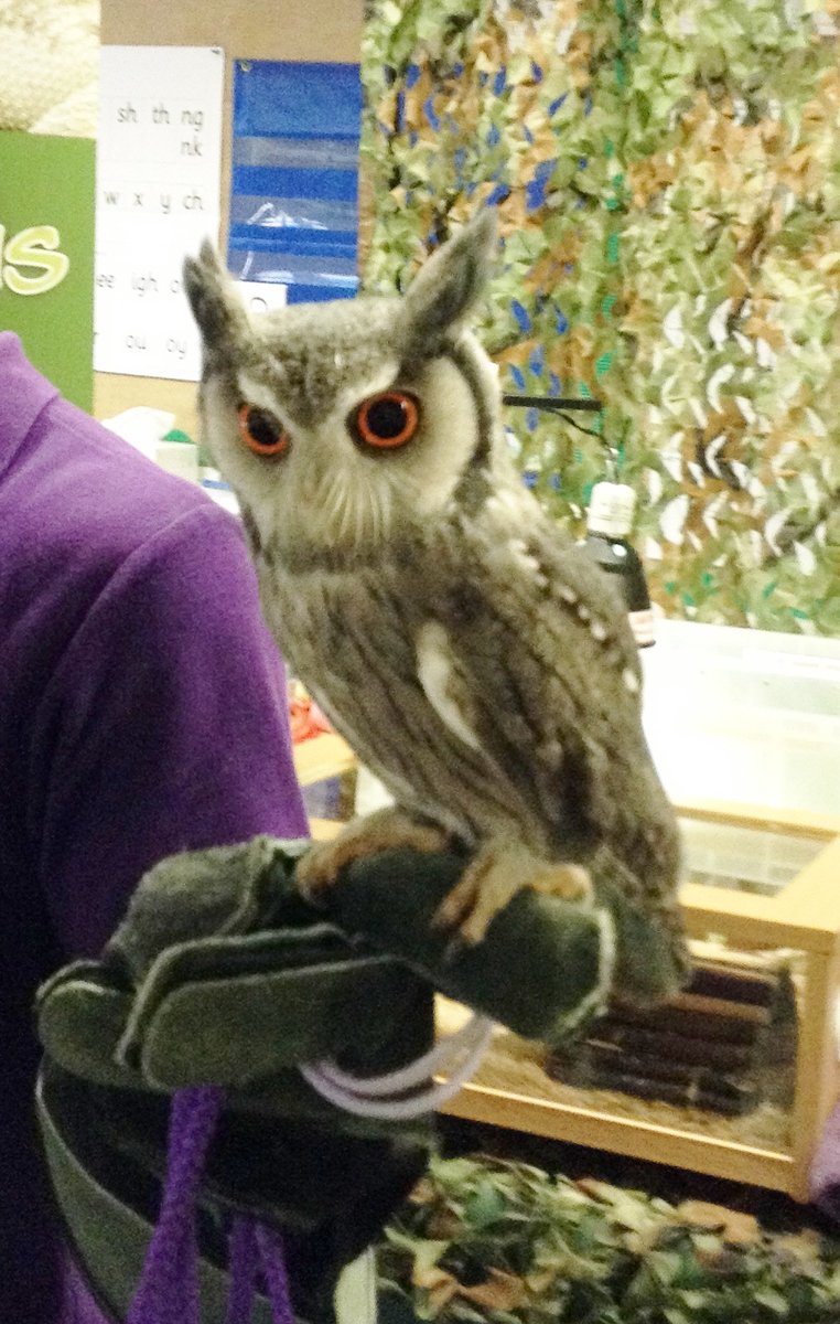 Our Foundation stage recently had two amazing acivities to take part in.  <a href="/TeachingTalons/">Teaching Talons</a>  brought their mobile zoo into school and Parents joined us for a 'stay and play' afternoon so children could show off the most important adults in their life.