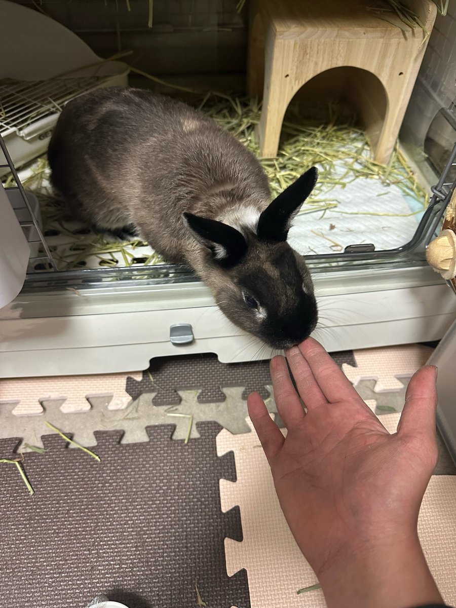 centerovava's tweet photo. 久しぶりのウサギ〜兄の手を添えて〜
ご査収ください。 https://t.co/F7BPDvVIch