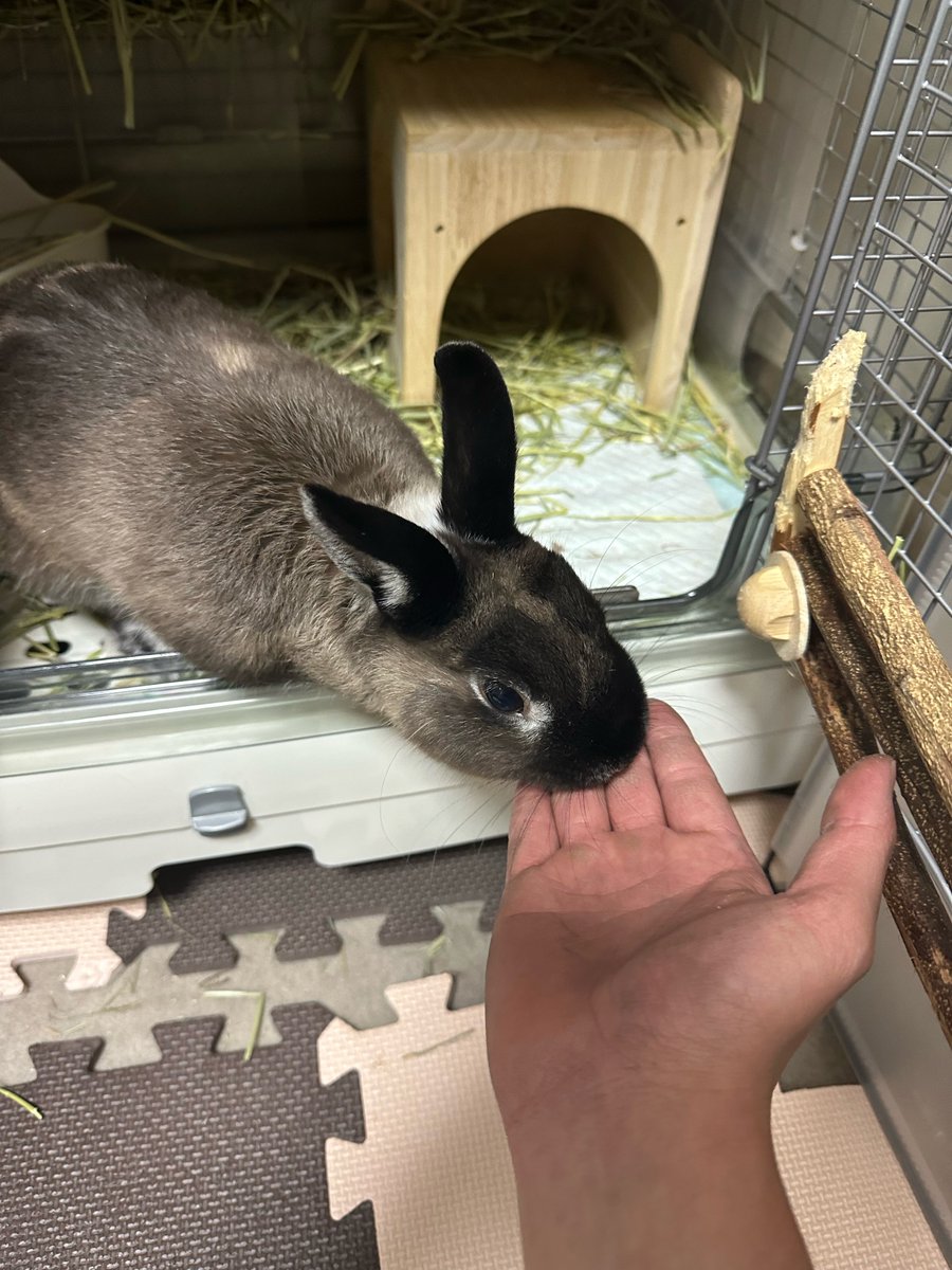 centerovava's tweet photo. 久しぶりのウサギ〜兄の手を添えて〜
ご査収ください。 https://t.co/F7BPDvVIch