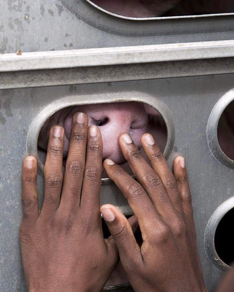 PaolaGiuffrida1's tweet image. Le mani che aiutano sono più sacre delle bocche che pregano.

Sathya Sai Baba
💚🙏✌️🌿
#stopabusinganimals #govegan #veganrevolution #VeganForTheAnimals  #veganforpeace #compassionw #Noviolence