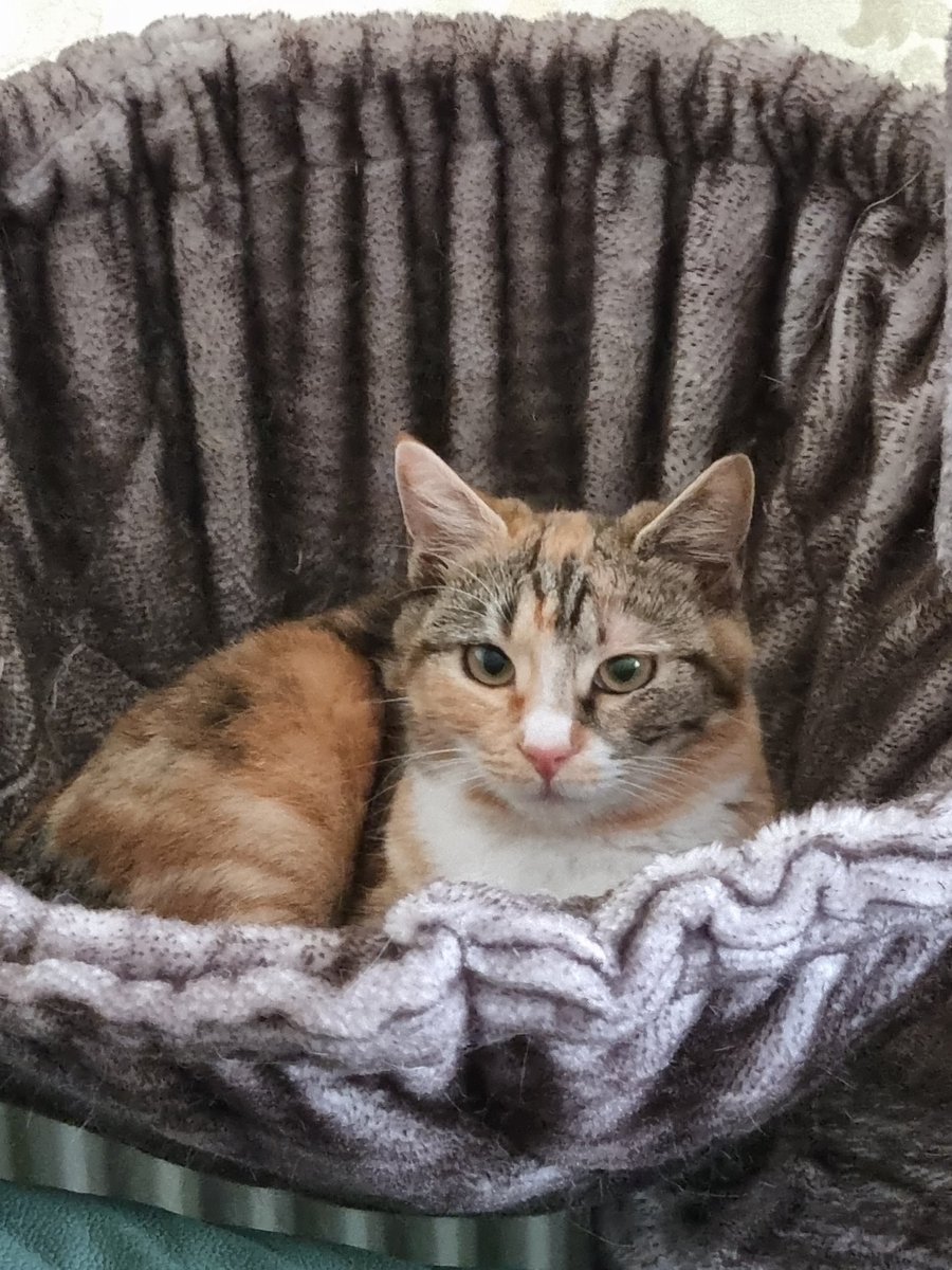 Steven Barry Ratty tweet media