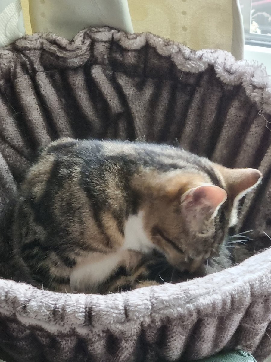 Steven Barry Ratty tweet media