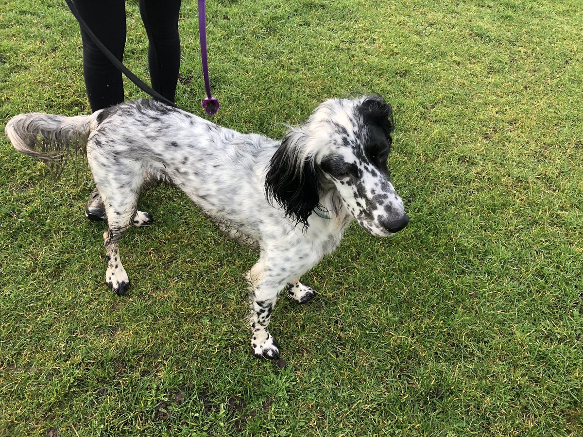 Dog found in Cappagh park.  Message me if you are the owner