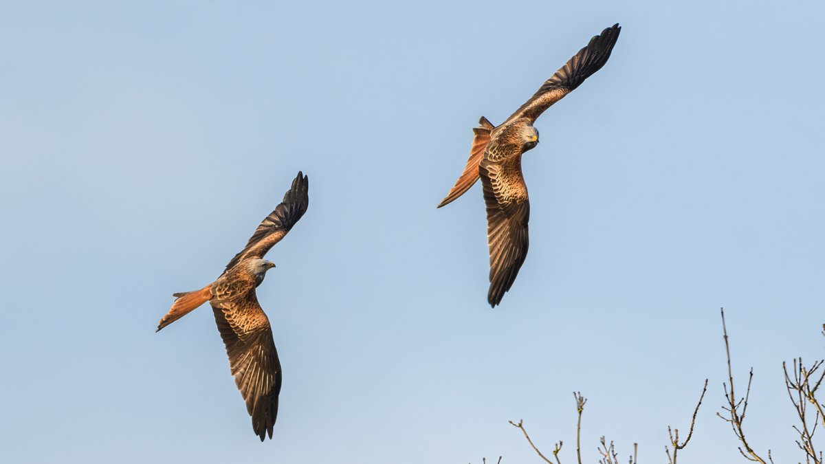Sculthorpe Moor Nature Reserve tweet media